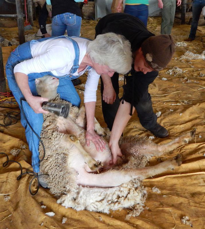 Hemphill-Shearing-1.jpg